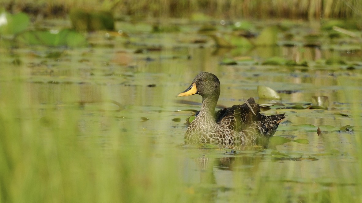 Yellow-billed Duck - ML620148489