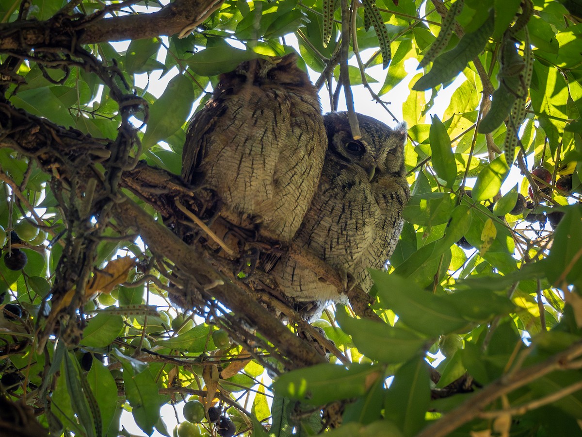 Tropical Screech-Owl - ML620148493