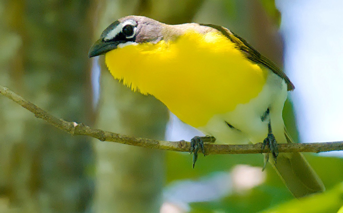 Yellow-breasted Chat - ML620148495
