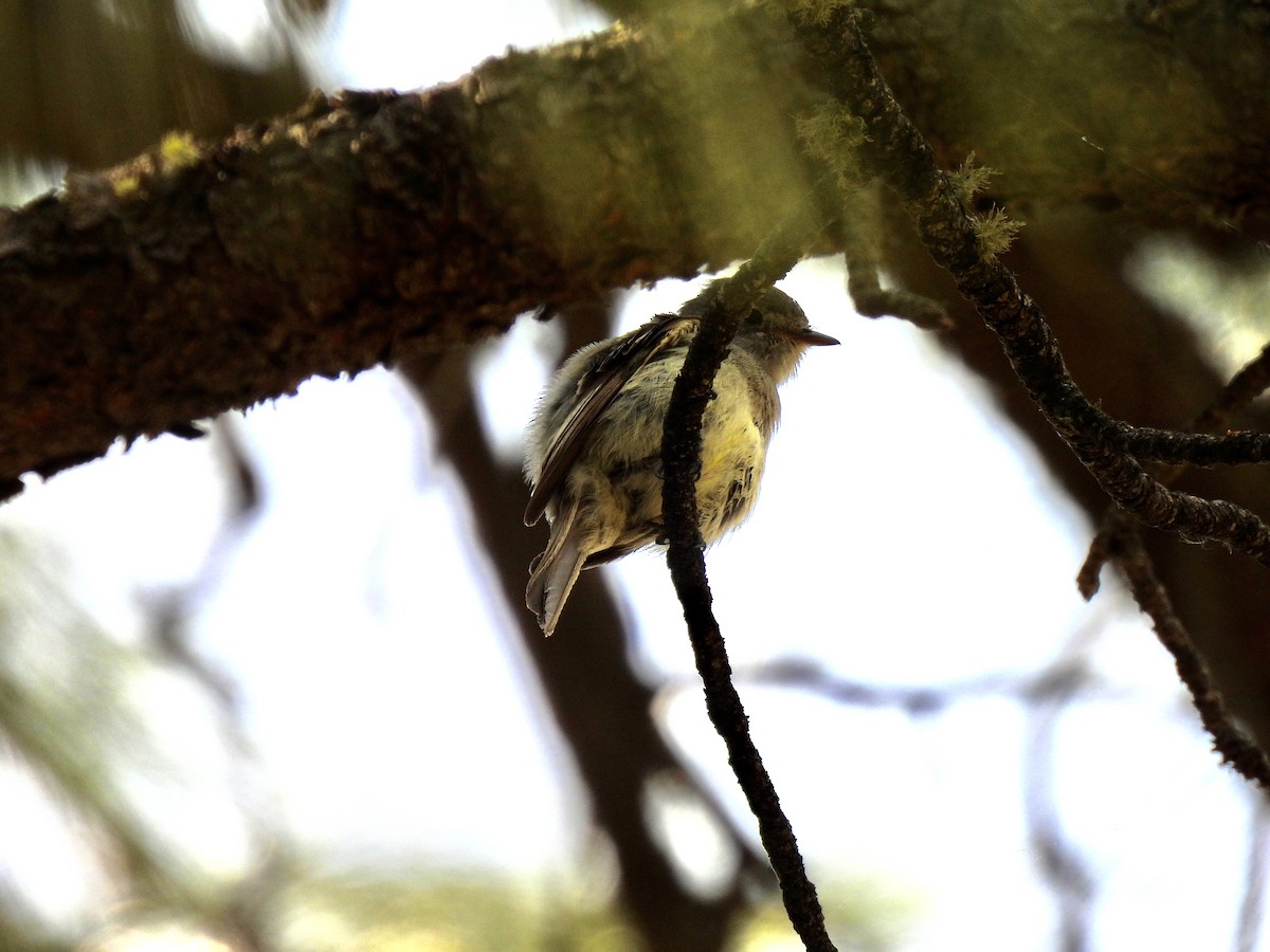 Hammond's Flycatcher - ML620148514