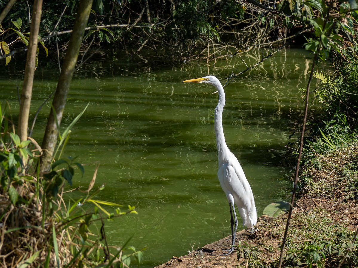 Great Egret - ML620148517