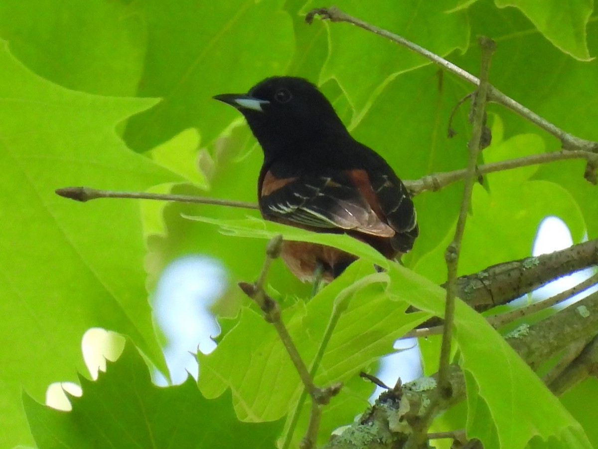 Orchard Oriole - ML620148520