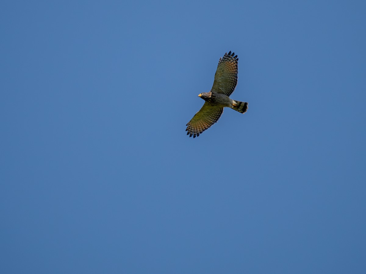 Roadside Hawk - ML620148524