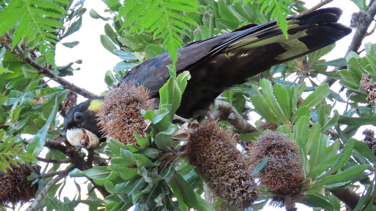 Yellow-tailed Black-Cockatoo - ML620148544