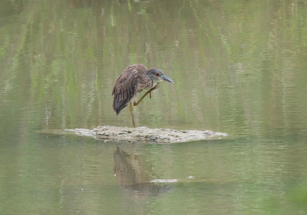 Yellow-crowned Night Heron - ML620148546