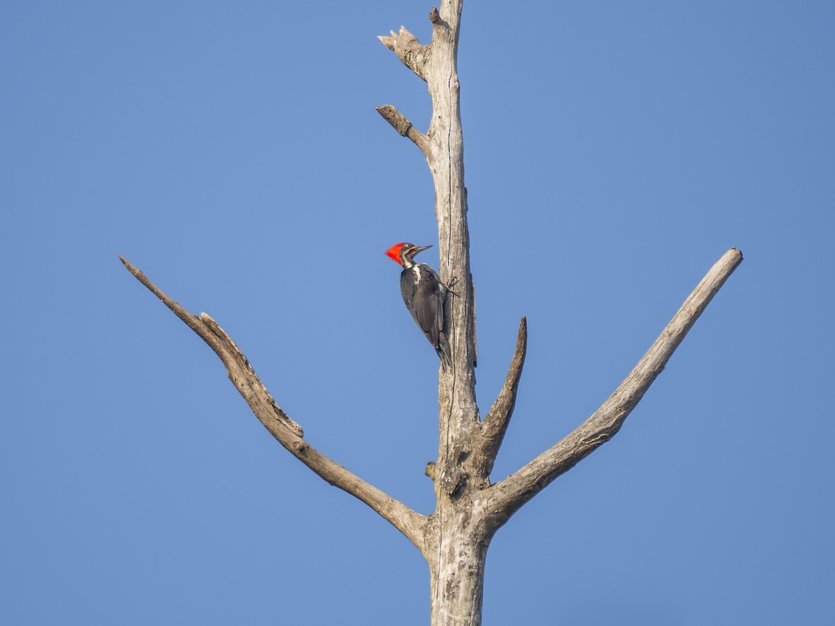 Lineated Woodpecker - ML620148549