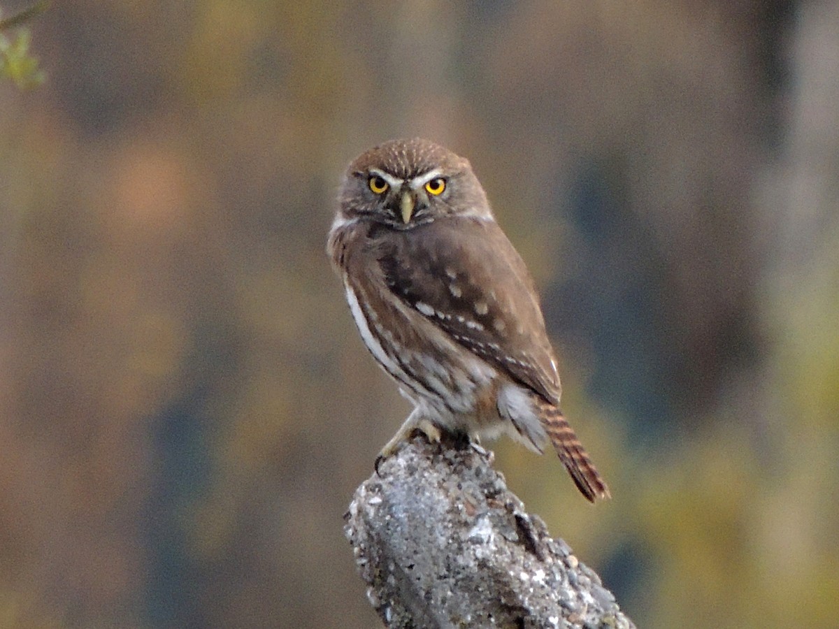 Austral Pygmy-Owl - ML620148553