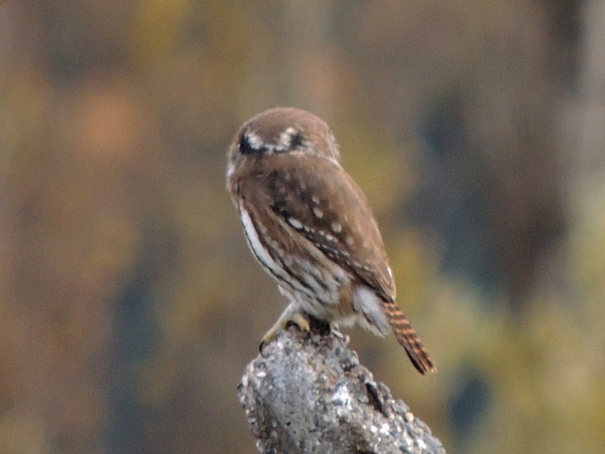 Austral Pygmy-Owl - ML620148554