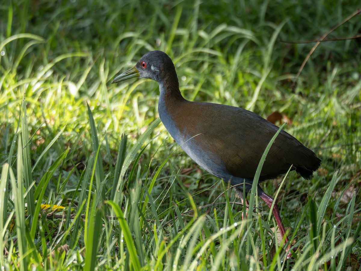 Slaty-breasted Wood-Rail - ML620148557