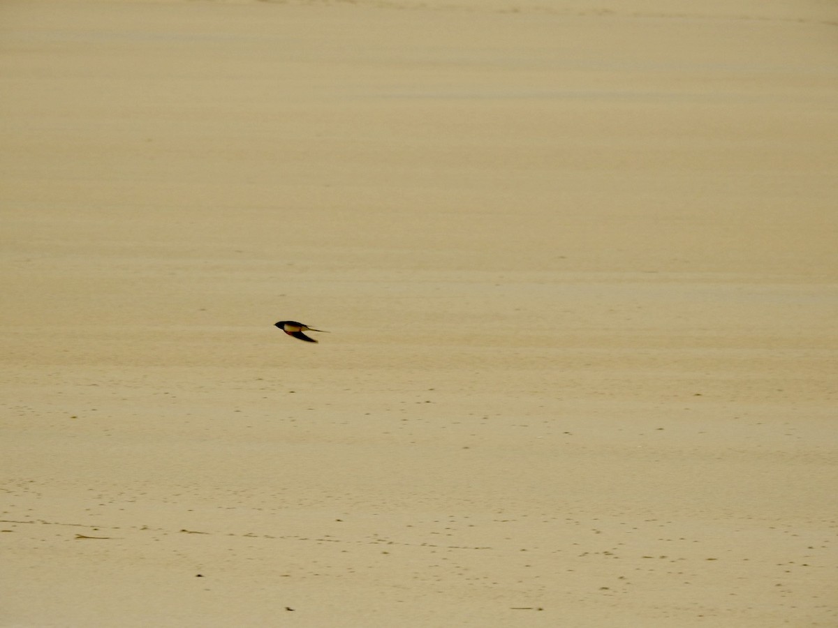 Barn Swallow (White-bellied) - ML620148572