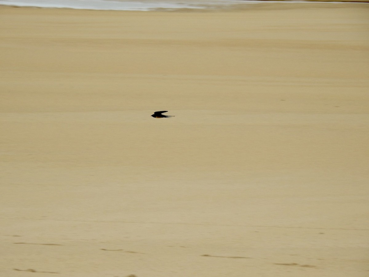 Barn Swallow (White-bellied) - ML620148573