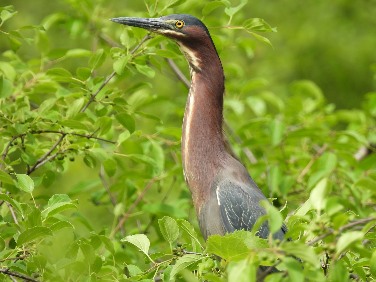 Green Heron - ML620148574