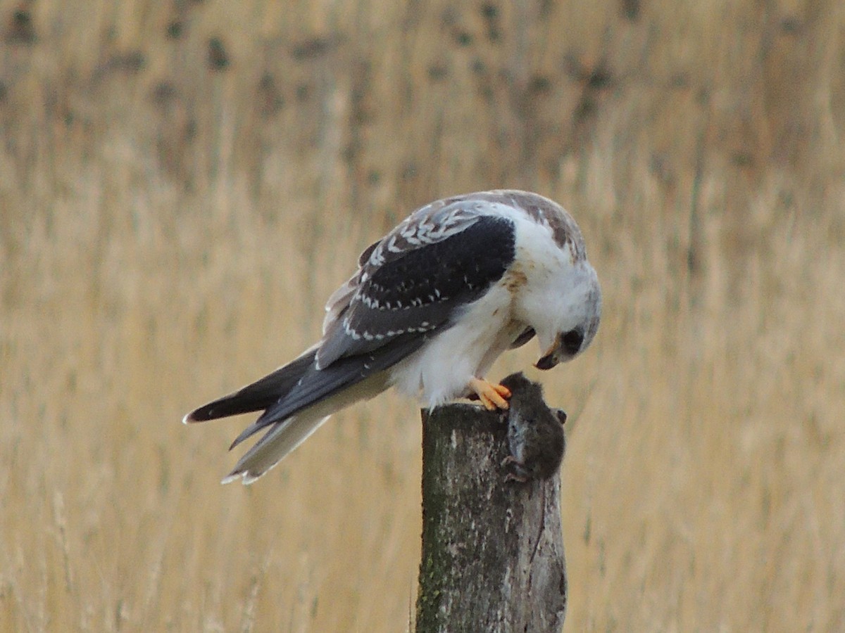 White-tailed Kite - ML620148580