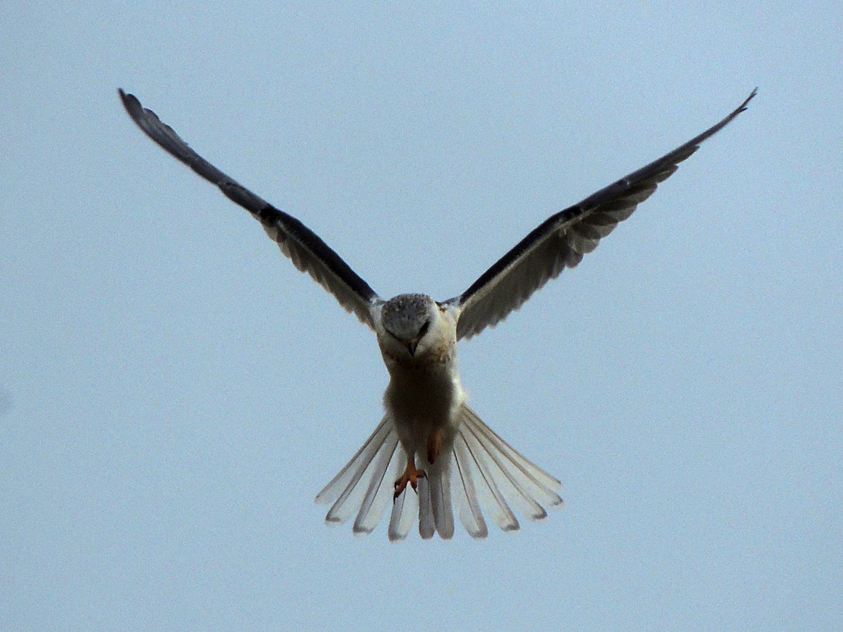 White-tailed Kite - ML620148584