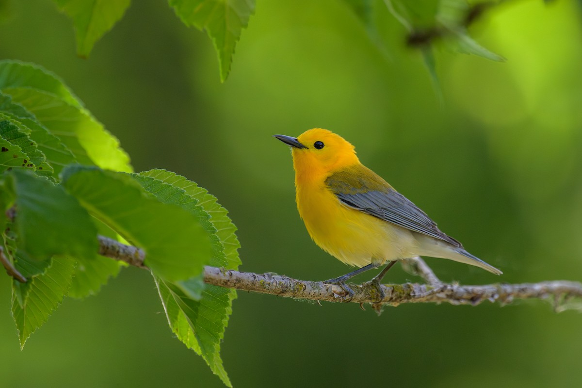 Prothonotary Warbler - ML620148607