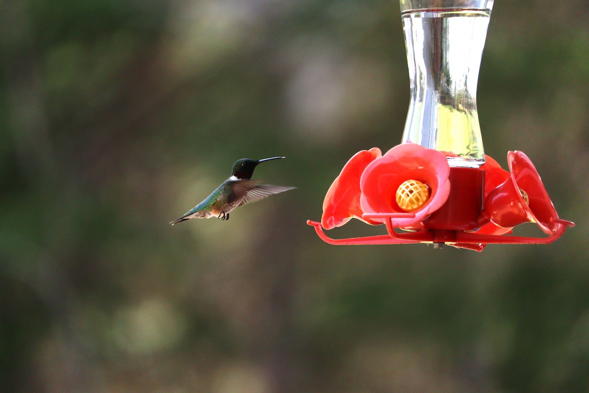 Ruby-throated Hummingbird - ML620148615