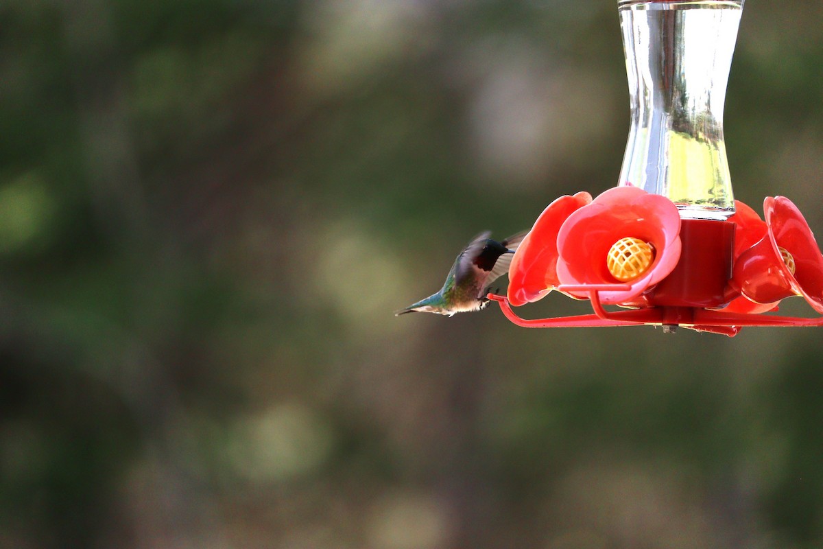 Ruby-throated Hummingbird - Philip Nearing