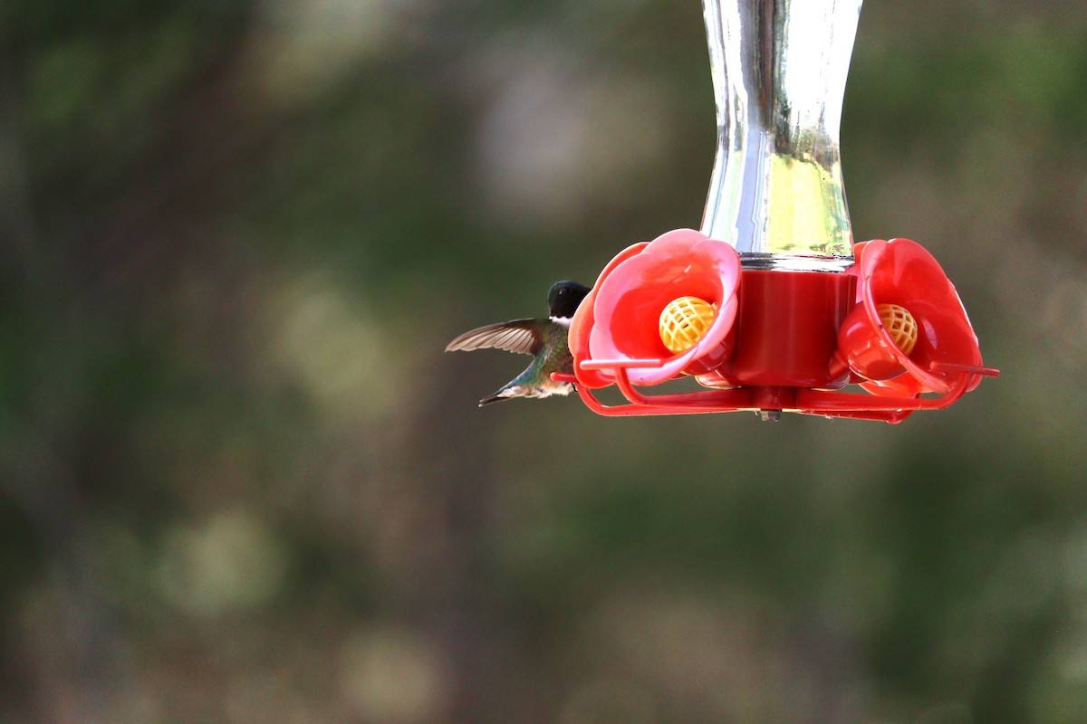 Ruby-throated Hummingbird - ML620148617