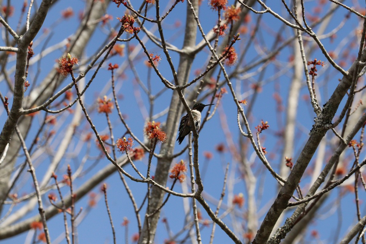 Yakut Boğazlı Kolibri - ML620148618