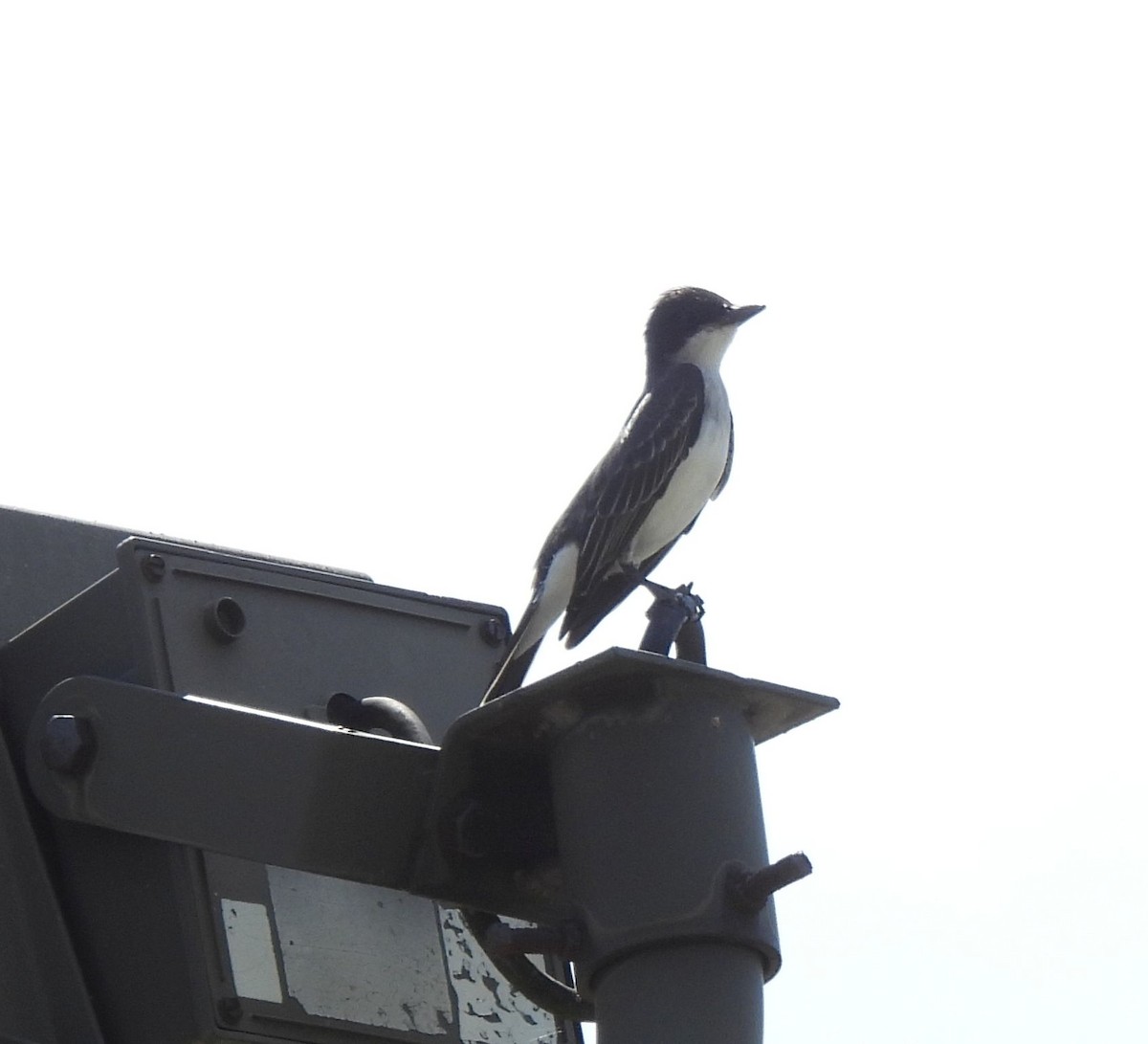 Eastern Kingbird - ML620148624