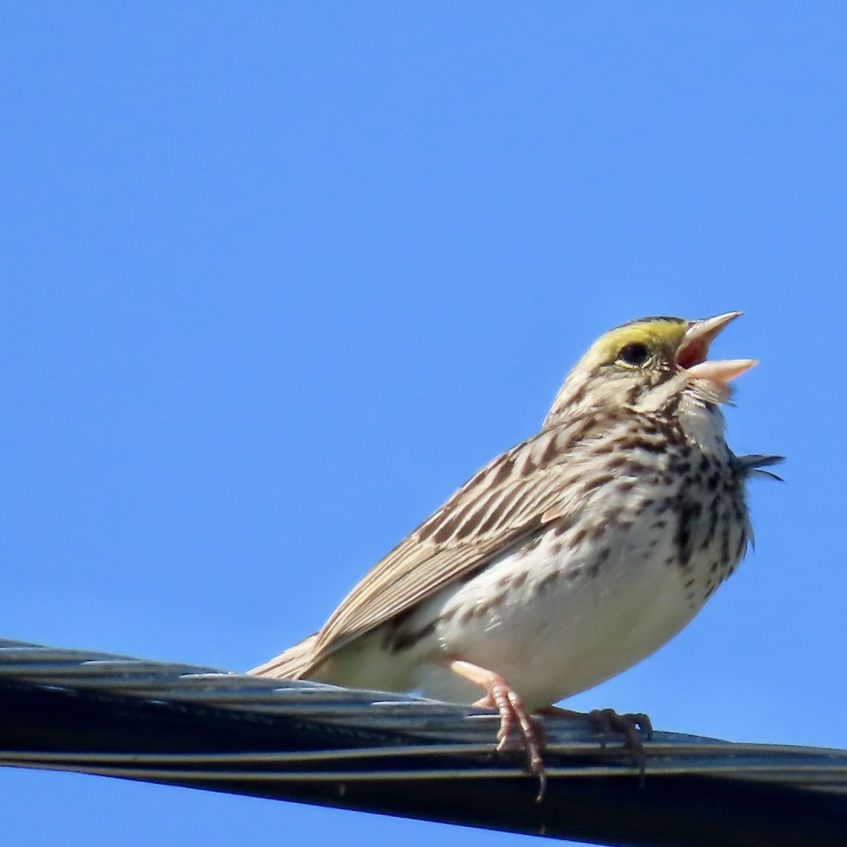 Savannah Sparrow - ML620148626