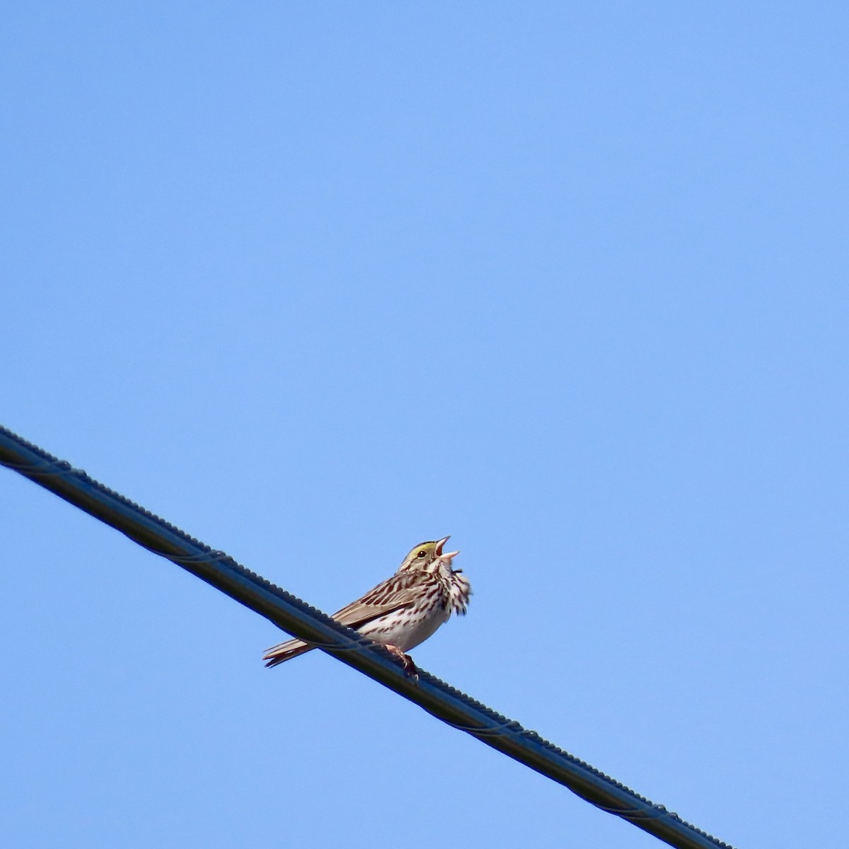 Savannah Sparrow - ML620148628