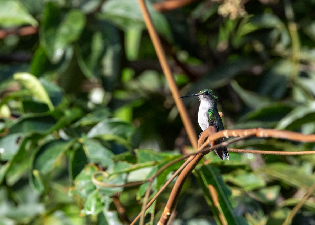 kolibřík nymfový - ML620148630