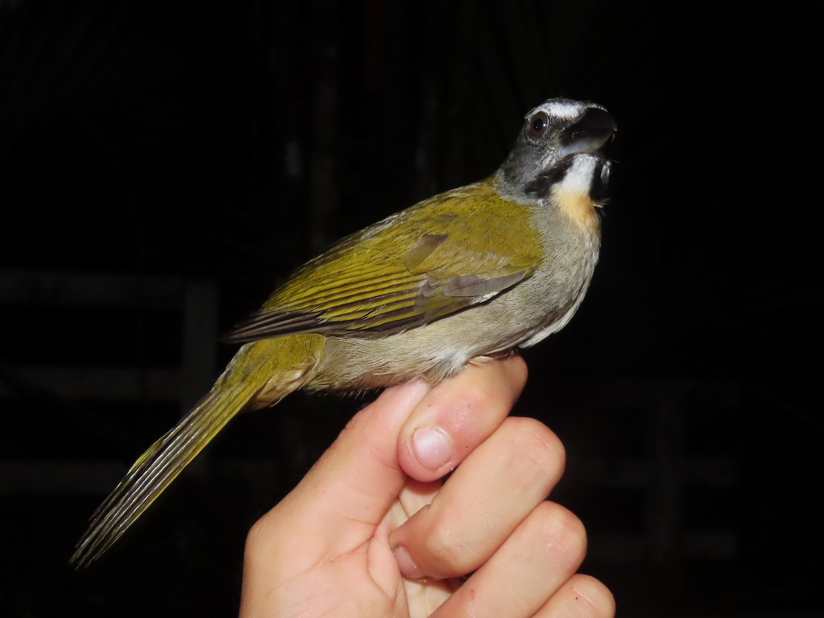 Buff-throated Saltator - ML620148636