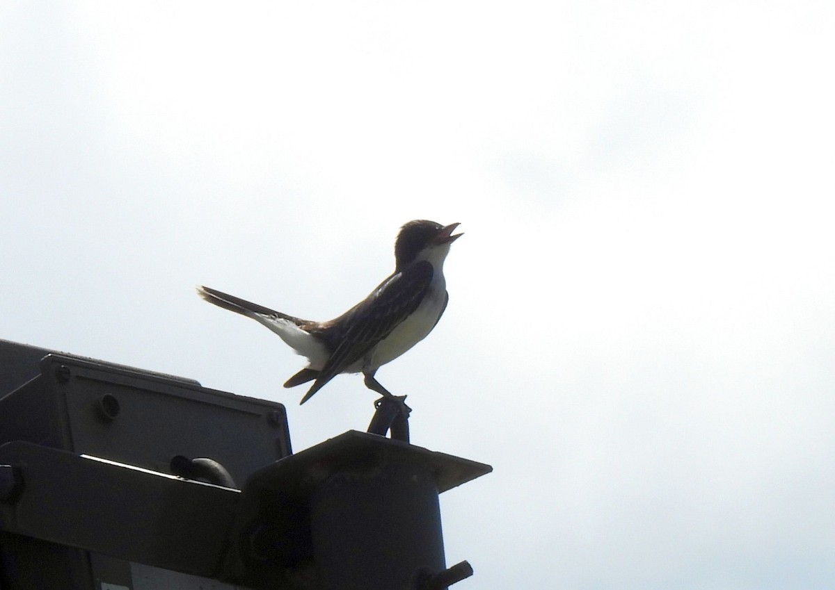 Eastern Kingbird - ML620148644