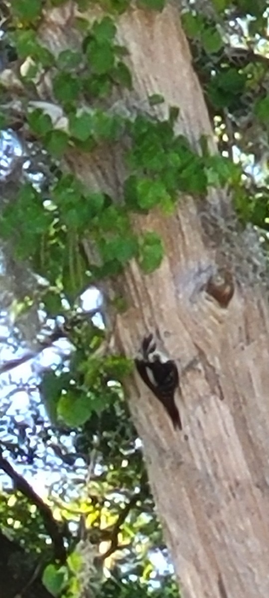 Pic chevelu - ML620148645