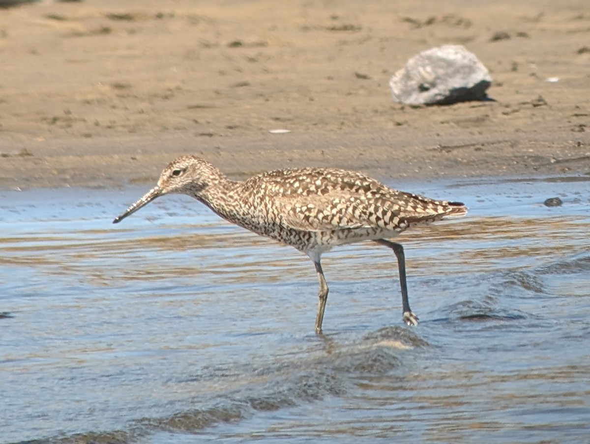 Willet - ML620148646