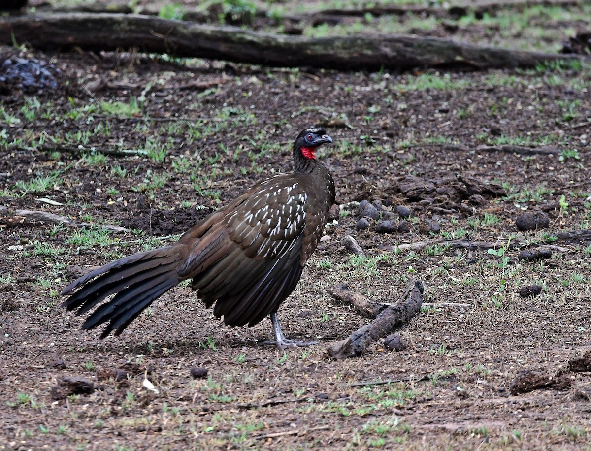 Yungasguan - ML620148649