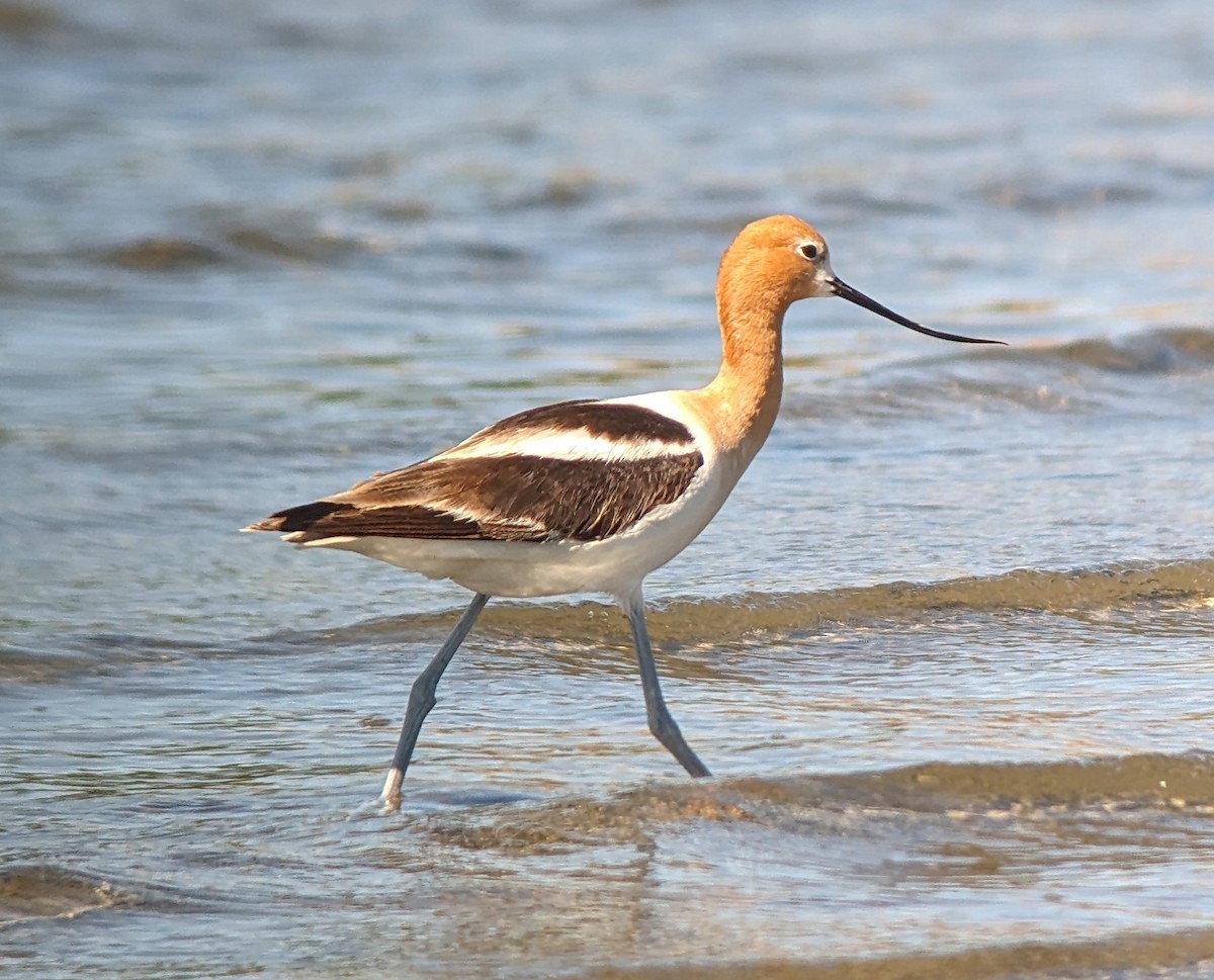 Avoceta Americana - ML620148653