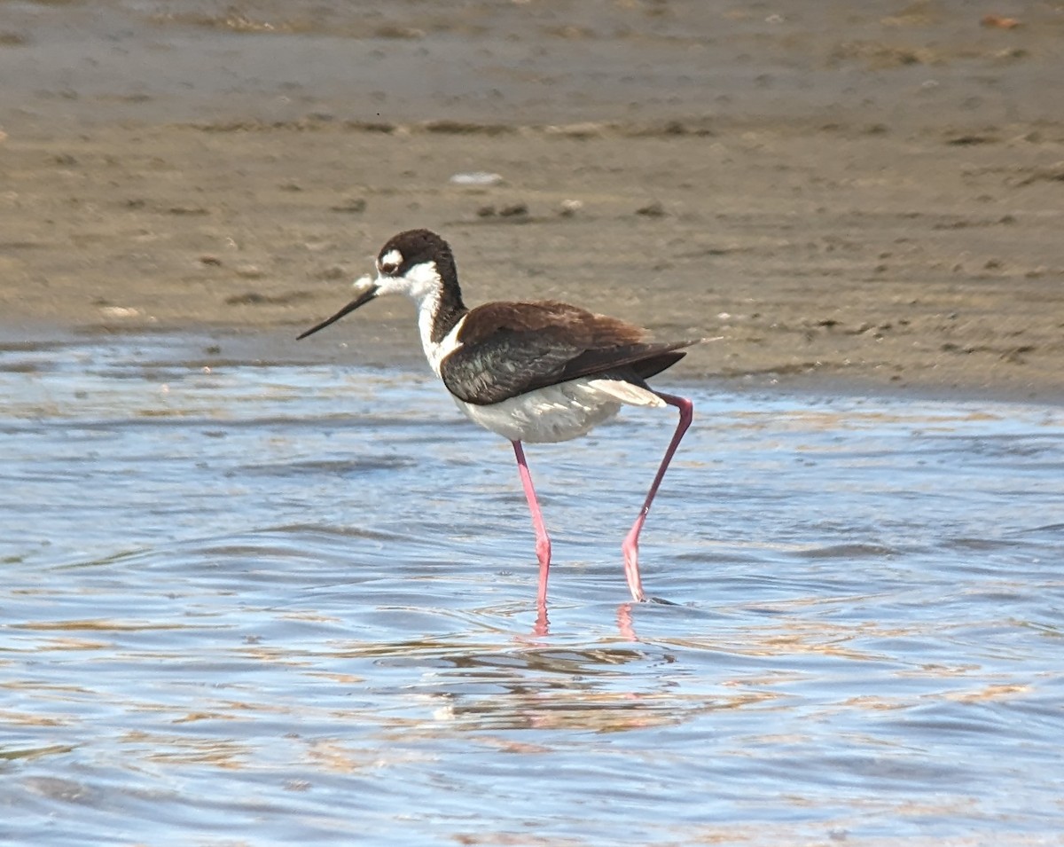 Black-necked Stilt - ML620148654