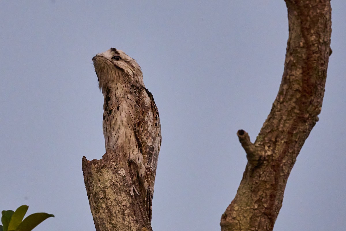 Northern Potoo - ML620148658