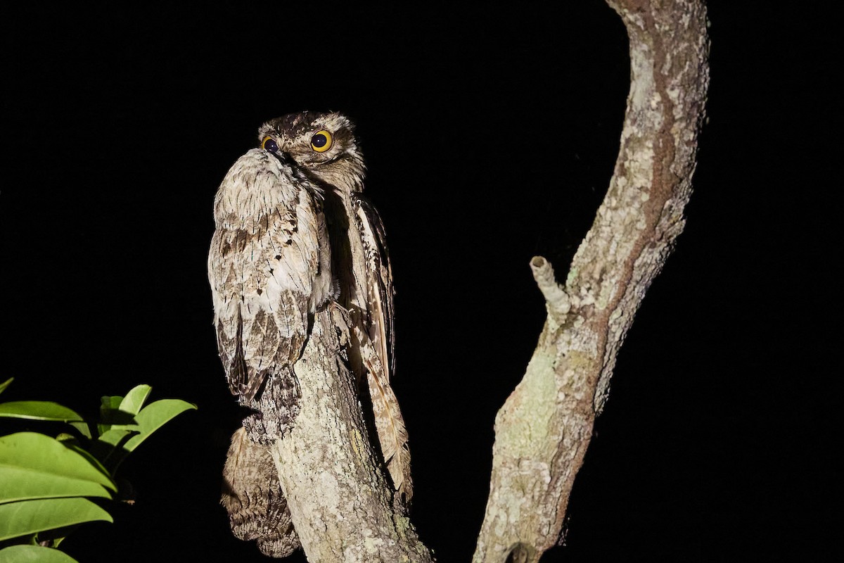 Northern Potoo - ML620148661