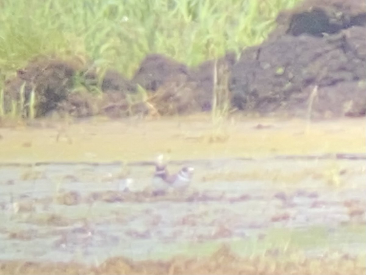 Semipalmated Plover - ML620148668