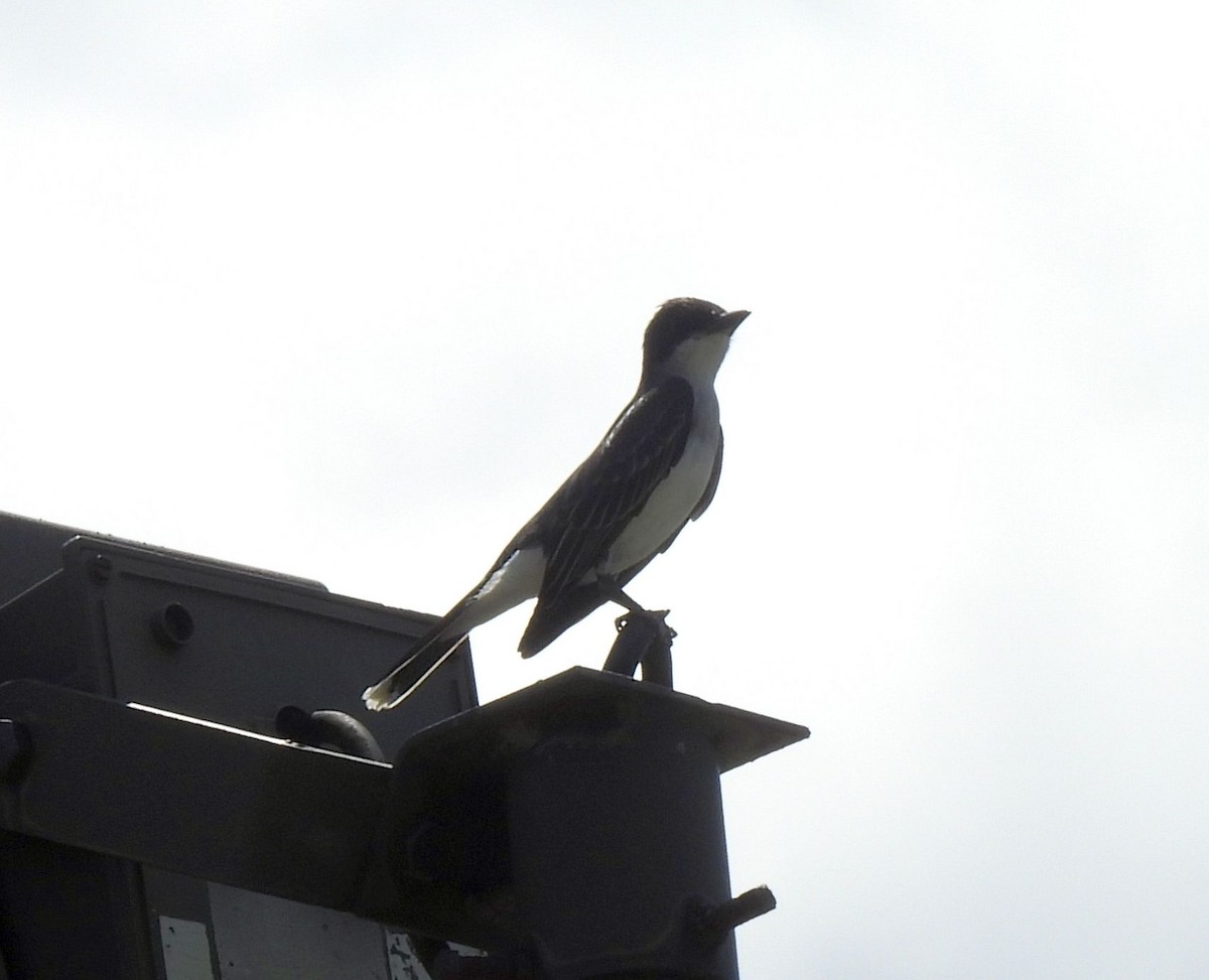 Eastern Kingbird - ML620148669