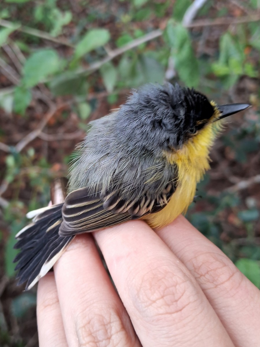 Common Tody-Flycatcher - ML620148671