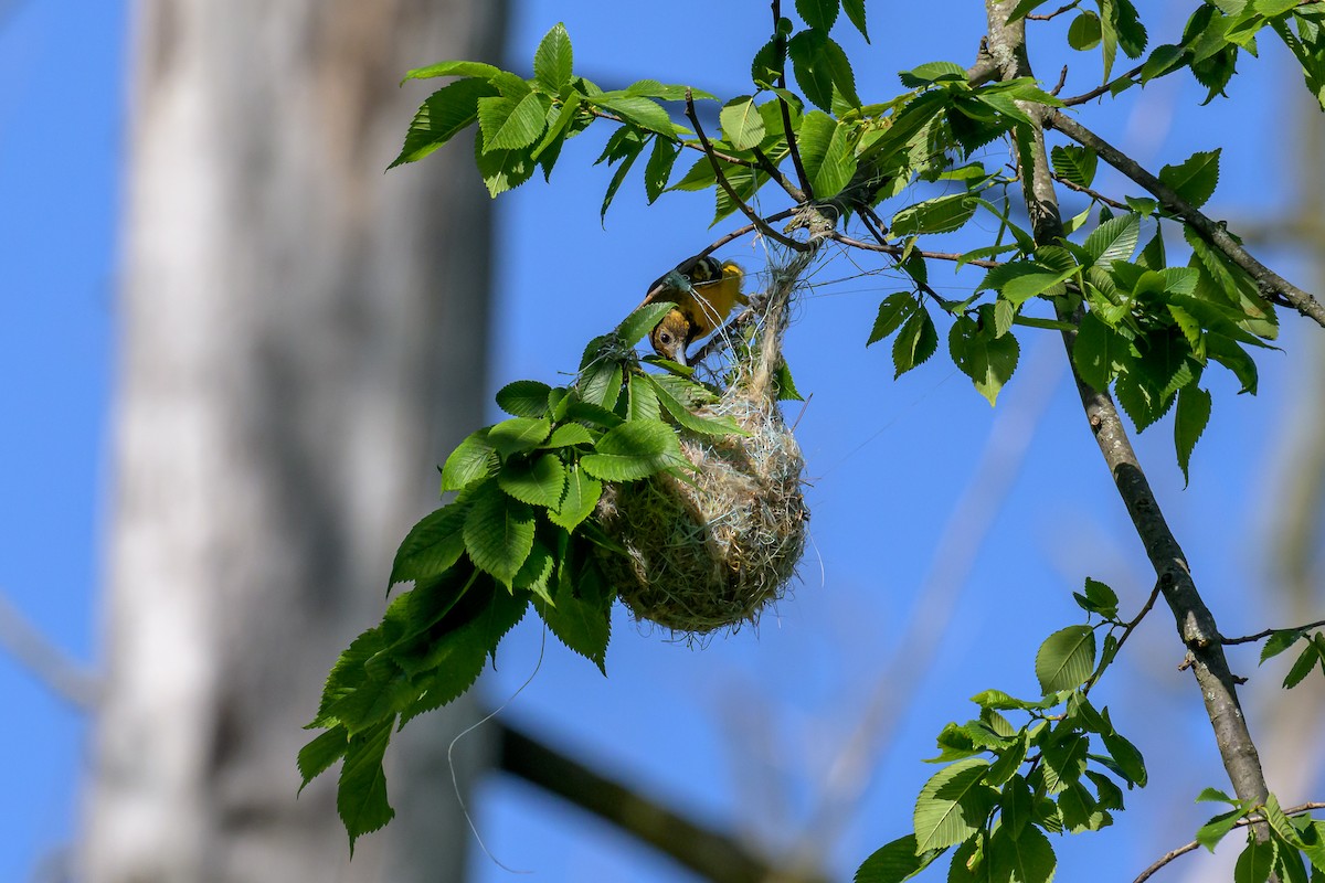 Baltimore Oriole - ML620148676