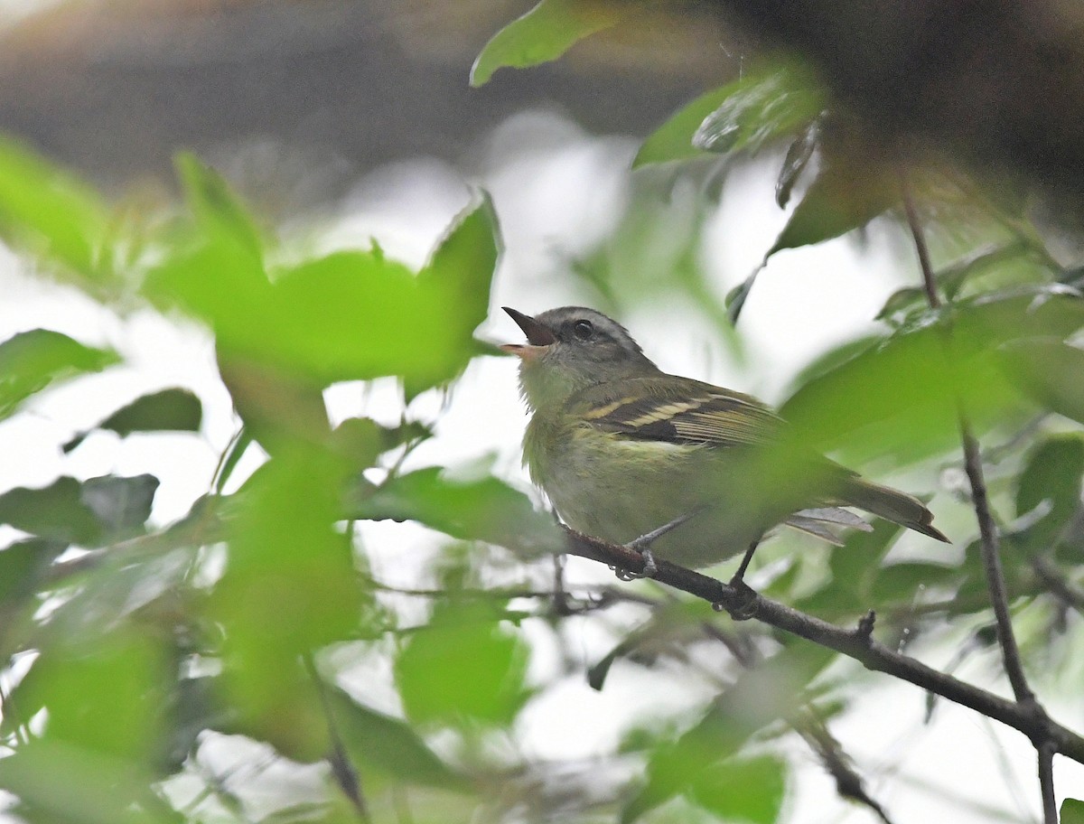 Buff-banded Tyrannulet - ML620148692