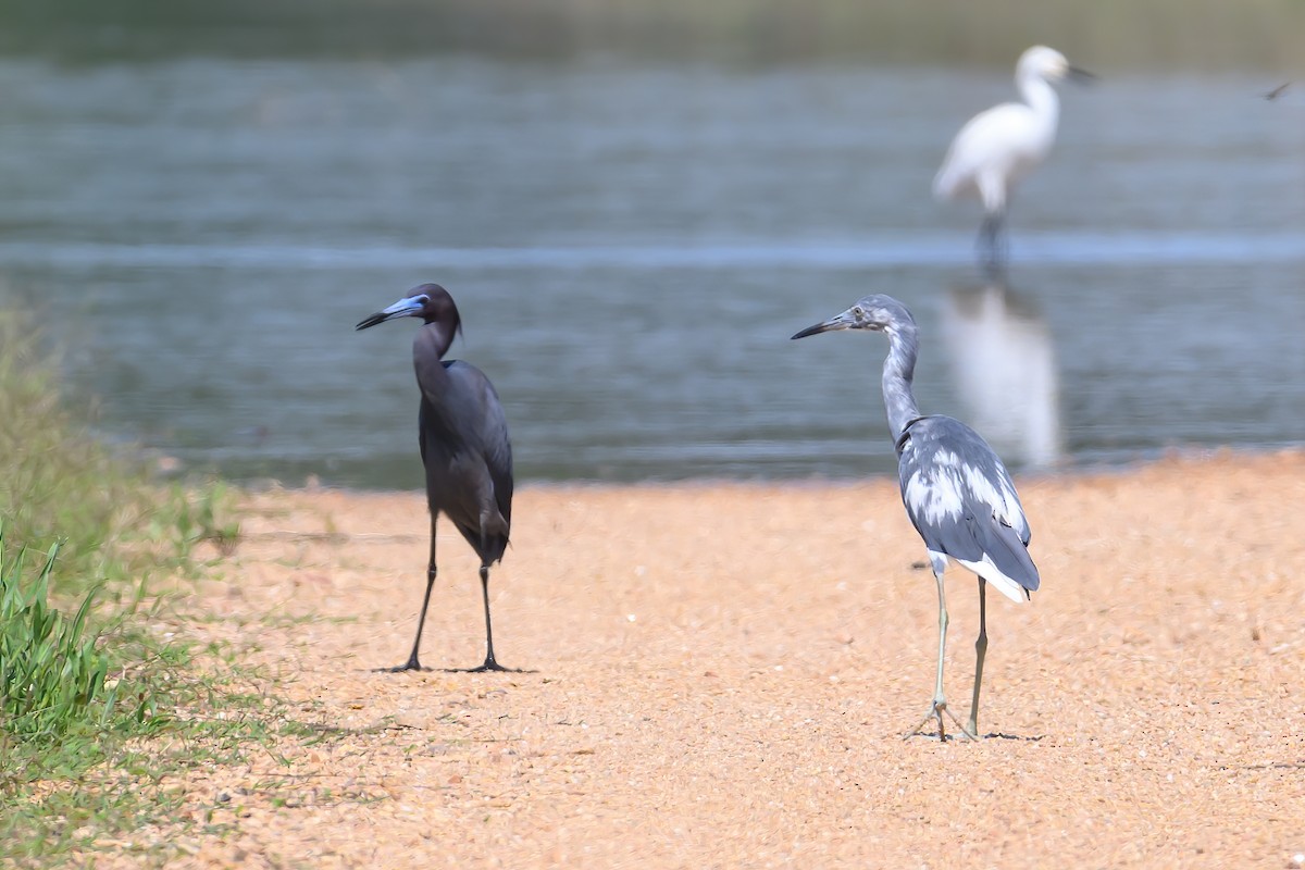 Little Blue Heron - ML620148694