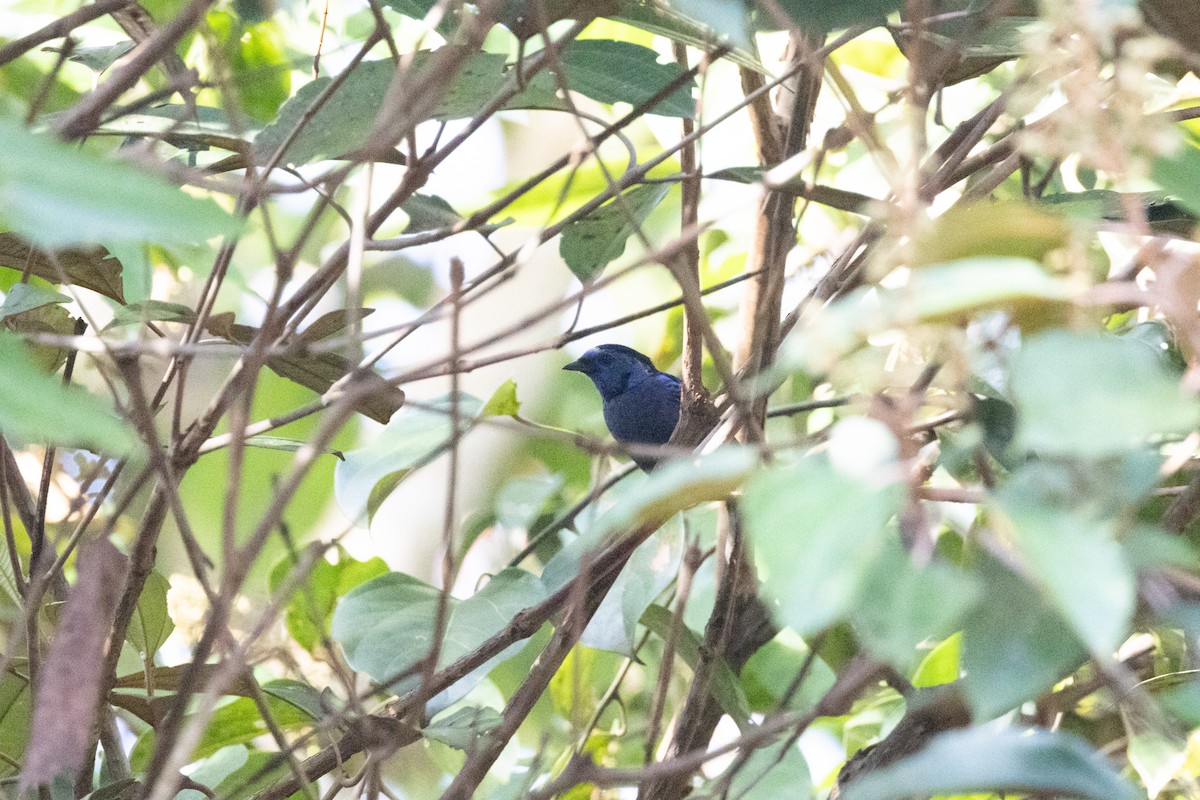 Opal-rumped Tanager (Opal-rumped) - ML620148711