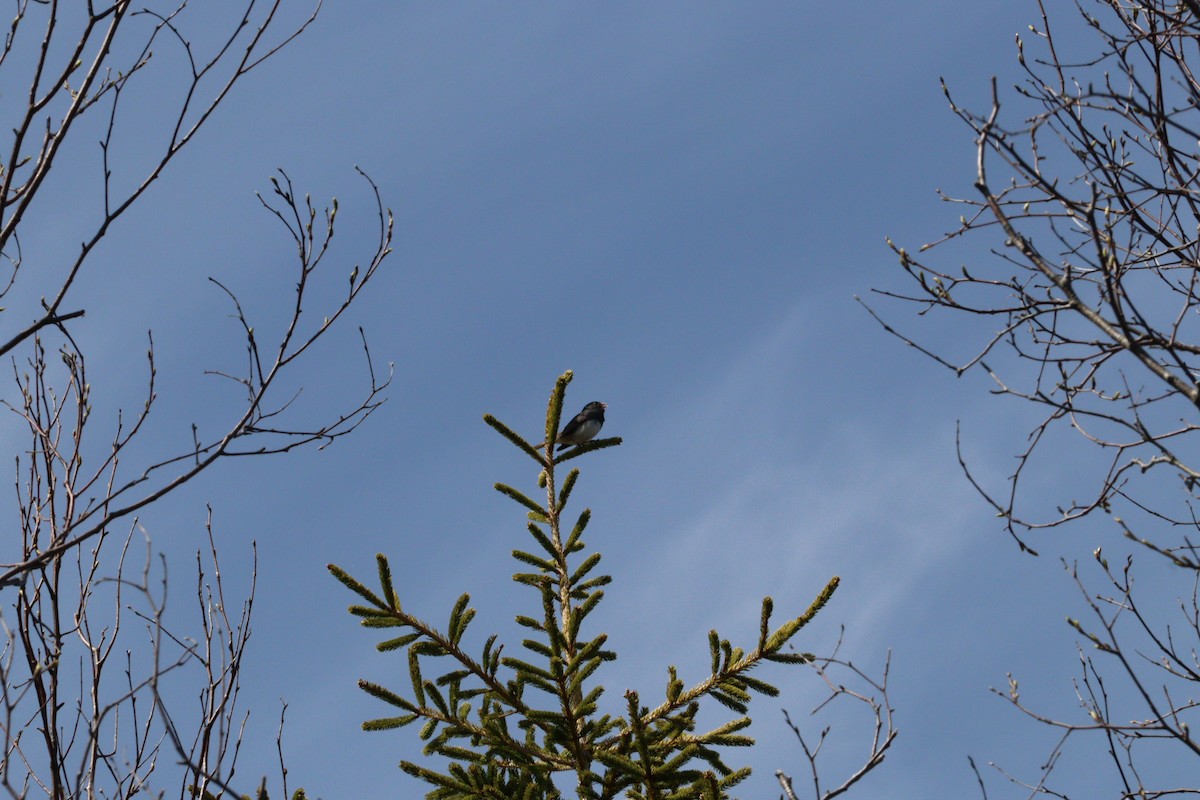 Dark-eyed Junco - ML620148719