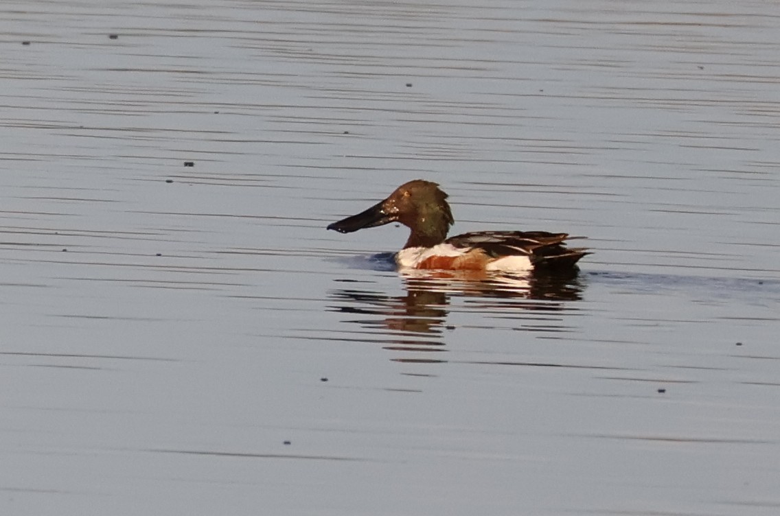 Northern Shoveler - ML620148728