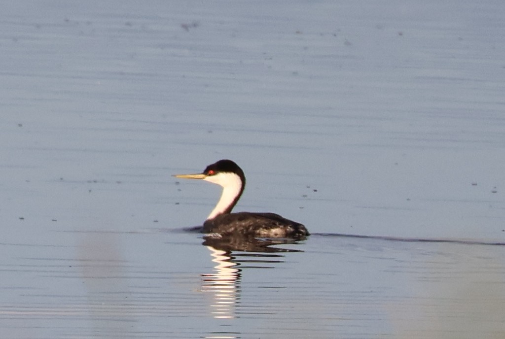 Western Grebe - ML620148733