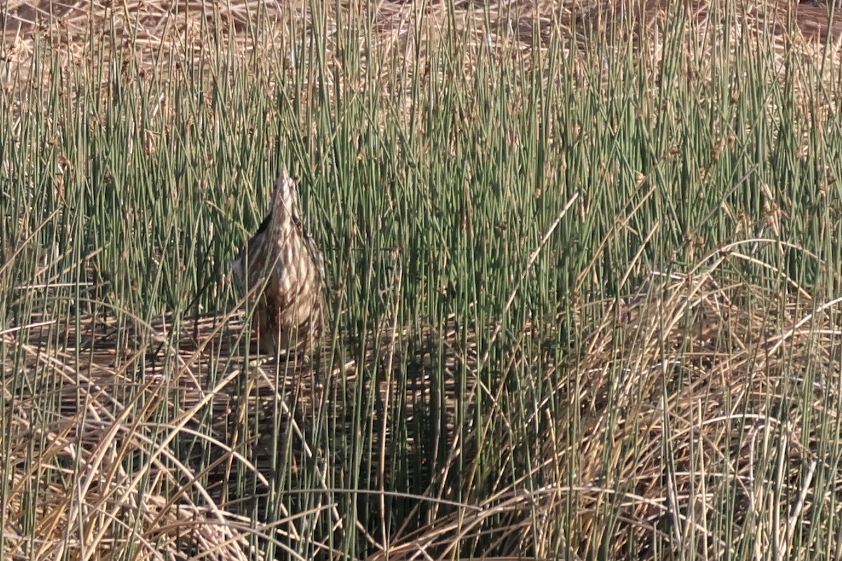 American Bittern - ML620148748