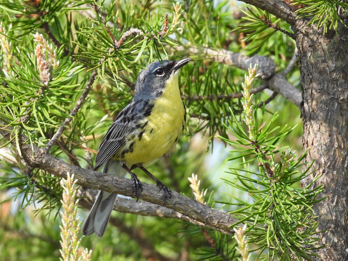 Kirtland's Warbler - ML620148762