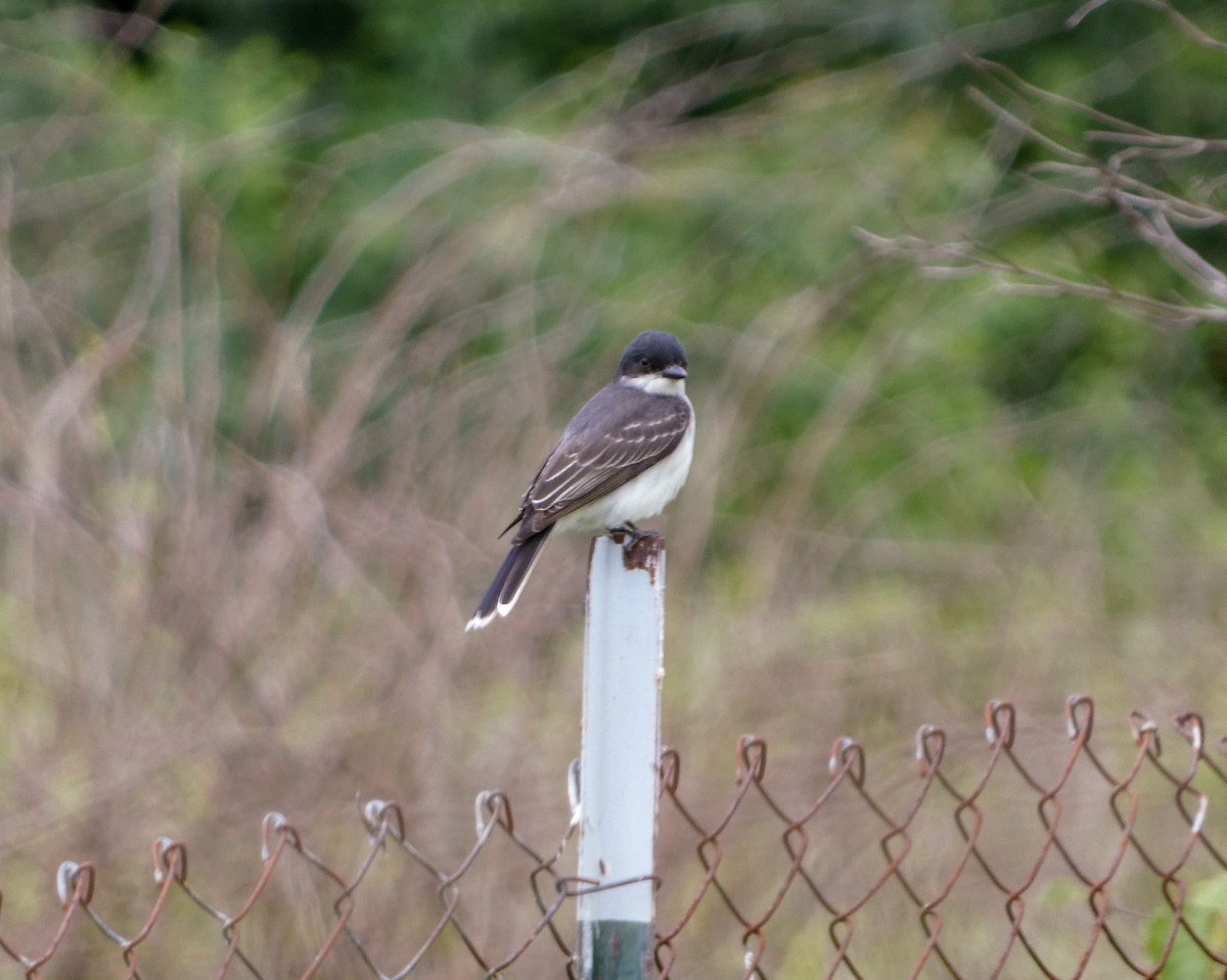 Schieferrücken-Königstyrann - ML620148778