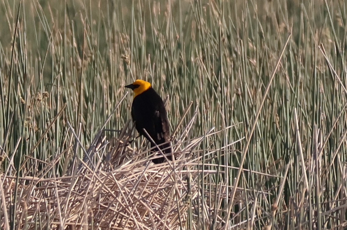 Yellow-headed Blackbird - ML620148779